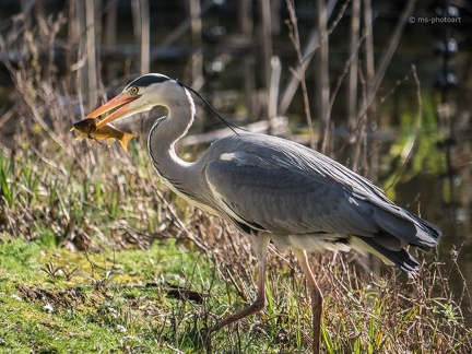 Fischreiher mit Beute