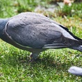 Ringeltaube