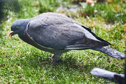 Ringeltaube