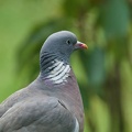 Ringeltaube