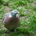 Ringeltaube