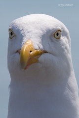 Silbermöwe