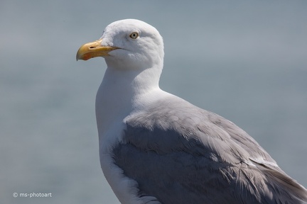 Silbermöwe