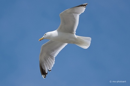 Silbermöwe