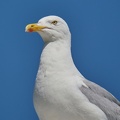 Silbermöwe