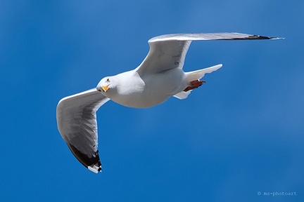 Silbermöwe