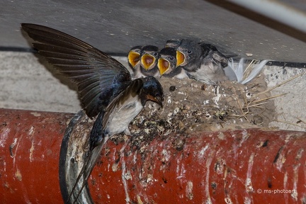 Rauchschwalben Fütterung