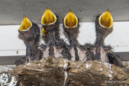 Rauchschwalben im Nest