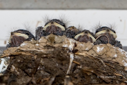 Rauchschwalbe im Nest