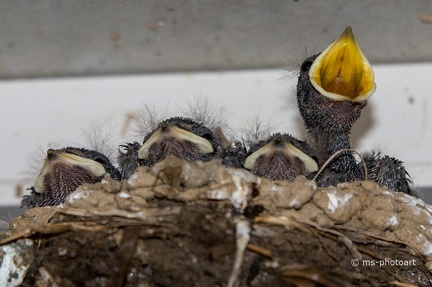 Rauchschwalben im Nest