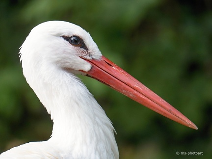 Weißstorch