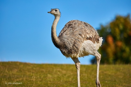 Nandu