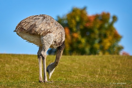 Nandu