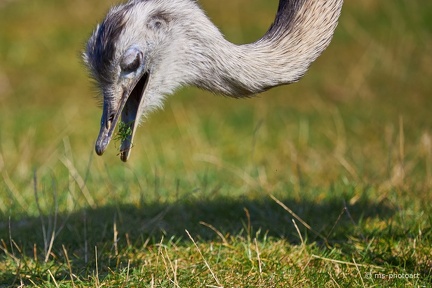 Nandu