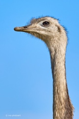 Nandu