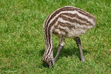 Afrikanischer Strauß