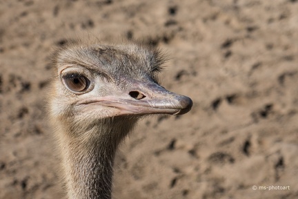Afrikanischer Strauß