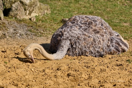 Afrikanischer Rothalsstrauß
