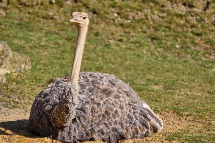 Afrikanischer Rothalsstrauß