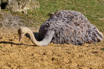 Afrikanischer Rothalsstrauß