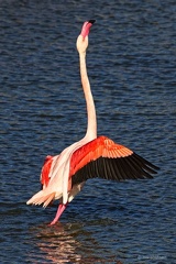 Flamingo
