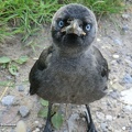 Dohle Jungvogel