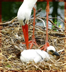 Storch Nestpflege