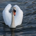 Höckerschwan