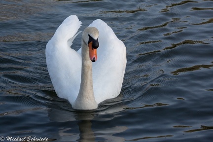 Höckerschwan
