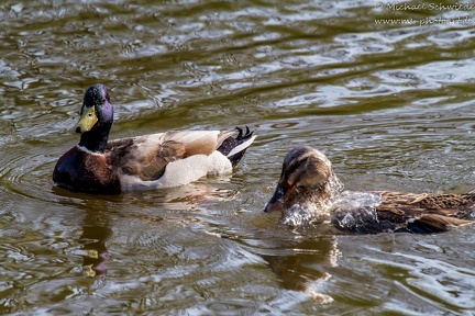 Stockente