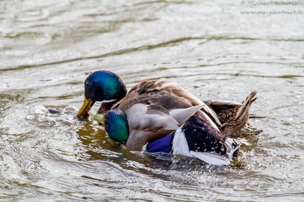Stockente