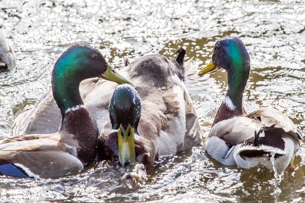 Stockente