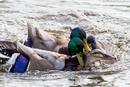 Stockente