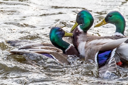Stockente