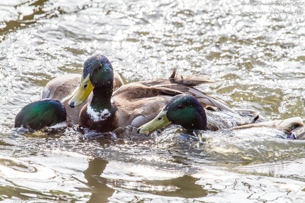 Stockente