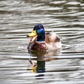 Stockente