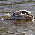 Stockente