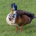 Stockente Fehlfarbend