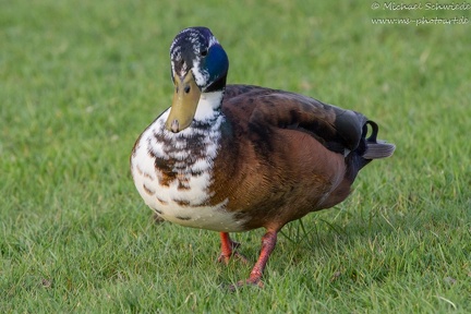 Stockente Fehlfarbend