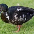 Stockente Fehlfarbend