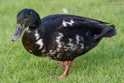 Stockente Fehlfarbend