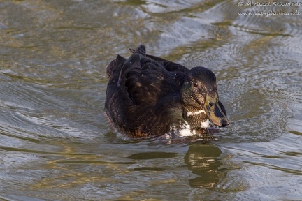 Stockente fehlfarbend