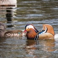 Japanische Ente