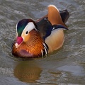 Japanische Ente