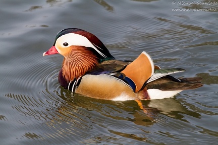 Japanische Ente