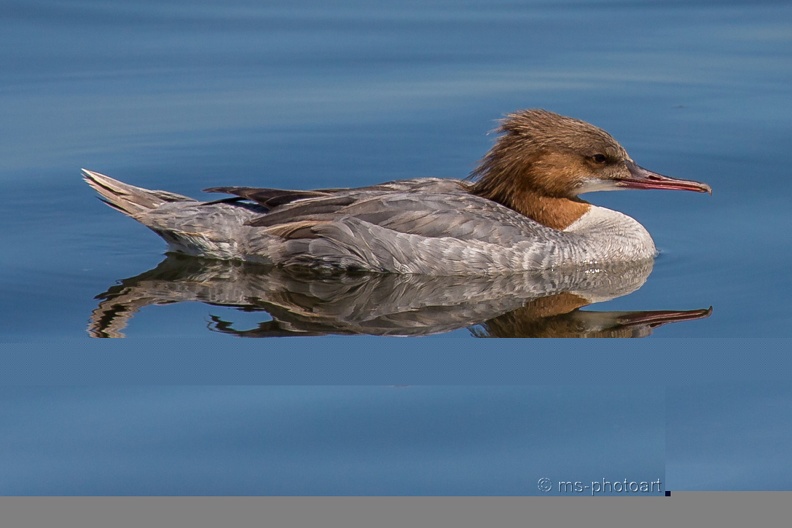Gänsesäger 02.jpg