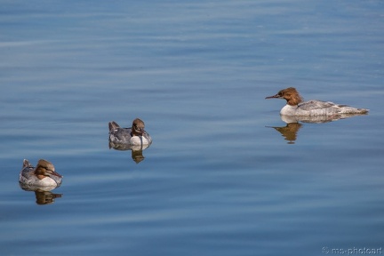 Gänsesäger
