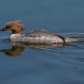 Gänsesäger