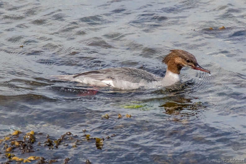 Gänsesäger 11.jpg