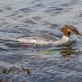 Gänsesäger